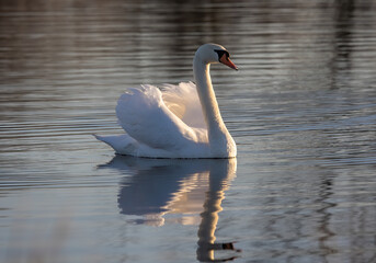 Poster - A closeup shot of a white swan swimming in the water