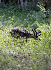 Poster - A close-up shot of a wild reindeer feeding on a green plants in the forest on a sunny day