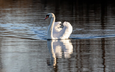 Poster - A closeup shot of a white swan swimming in the water