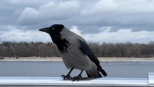 Bird Crow Croaking On The River Bank.
