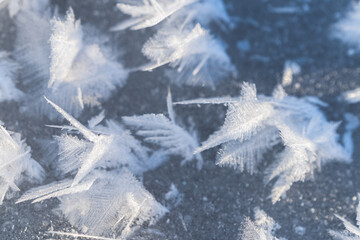 Wall Mural - snow feathers on the surface of a frozen river