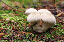 Common Puffball - Edible Mushroom
