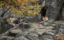 Sichuan Takin Goats Are Resting In High Himalaya Mountains