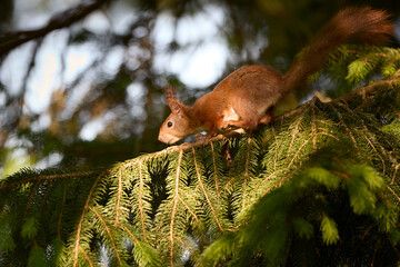 European red brown squirrel on branch