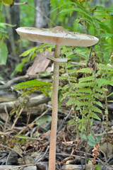 Wall Mural - Edible mushroom (Macrolepiota procera)