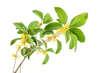 Wall Mural - Osmanthus branch on white background