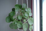Fototapeta  - Photographie de Pilea peperomioïde suspension plante