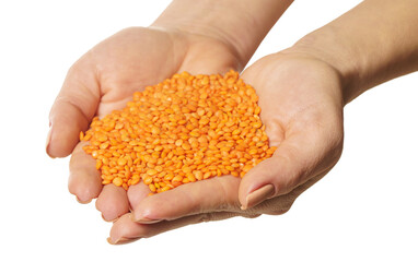 Canvas Print - raw lentils in hands