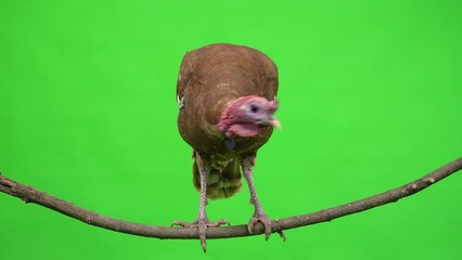 Poster - male turkey sitting on a tree branch. green screen. studio