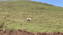 Eland Antelope Walks Through The Green Meadows. Long Shot. Tarangire National Park. Safari In Tanzania, Africa.