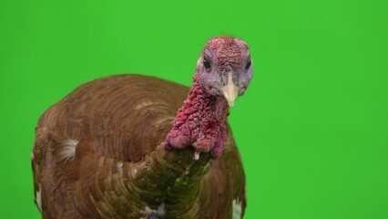 Poster - male turkey portrait on green screen. studio