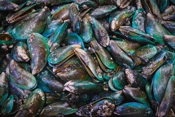 Perna canaliculus, New Zealand green-lipped mussel or greenshell mussels farmed and export to worldwide. Raw fresh mussels with green shell as background. Fish and seafood market.