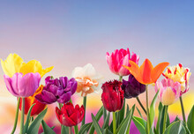 Colorful Tulips Flowers Spring Background
