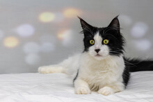 Black White Maine Coon Cat. Lies On A White Blanket In Front Of A White Background With Slight Bokeh.