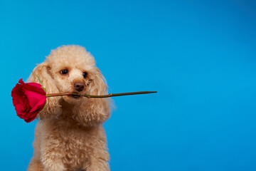 Poodle breed dog with a red rose in its mouth, isolated on a blue background. Beautiful card for International Women's Day, Valentine's Day and birthday. Pet Day. Concept of love and friendship.