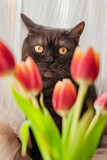 Fototapeta Zwierzęta - Funny cat hides behind bunch of red tulips
