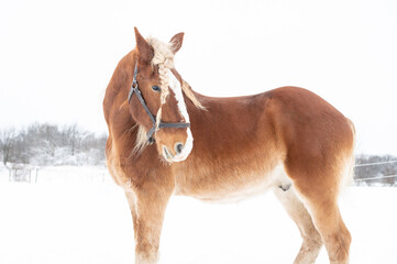 Beautiful Draft Horses in Winter Snowstorm With Flowing Manes