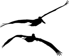 Black Isolated Silhouettes Of Two Pelicans Flying