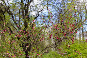 Wall Mural - Beautiful pink buds on a tree on spring