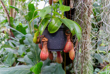 Nepenthes Ventrata, A Carnivorous Plant