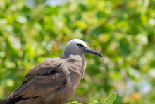 A Brown Noddy Perched In A Bush On Garden Key In The Dry Tortugas National Park Off Key West.  