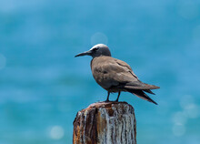 A Brown Noddy Perched On An Old Dock Piling, Dry Tortugas National Park Outside Fort Jefferson. 