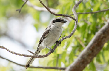 Wall Mural - a loggerhead shrike sitting in a tree watching for lizards and grasshoppers on the ground.
