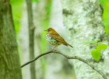 A Wood Thrush Sits On A Limb In The Michigan Forest During Migration Season In May. 
