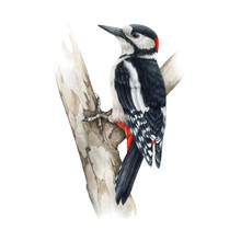 Woodpecker Bird On A Tree. Watercolor Realistic Illustration. Dendrocopos Major Wild Forest Bird On A Tree Branch. Woodpecker European Avian On White Background. Beautiful Wildlife Animal