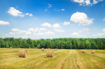 Wall Mural - Harvesting of grain agricultural crops