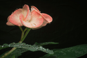 Euphorbia milii flower or crown of christ with water drops on black background