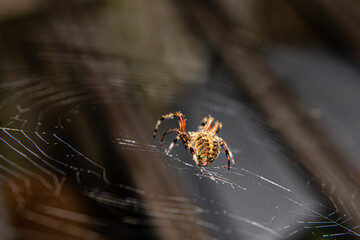 spider on a web