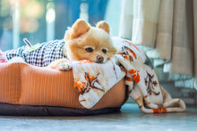 Portrait Of A Beautiful Dog Sleeping In His Bed. Pomeranian Spitz Resting On Bed. Small Dog Of Pomeranian Spitz Funny Lies In The Bed Closeup. Pet Care And Animal Concept