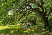 Family Walking On The Pathway Under Beautiful Huge  Oak Trees On Summer Morning. People Hiking In The Park Magnolia Plantation And Gardens, Charleston, South Carolina, USA
