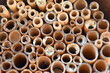Bamboo tubes inhabited by wild bees