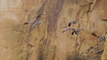 Canadian Geese Take Off In Flight In Front Of A Natural Rock Cliff