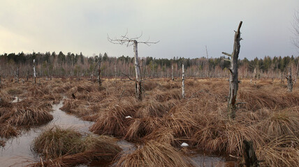 Forest swamp with dead trees in winter.  Swamp Dubrava in nature reserve, Kaunas, Lithuania.