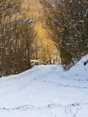 Wall Mural - Winter landscape in the forest