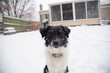 © Rachel - Happy Australian Sheppard and Golden Doodle Dogs and Puppies Playing in the Snow in Michigan During Winter