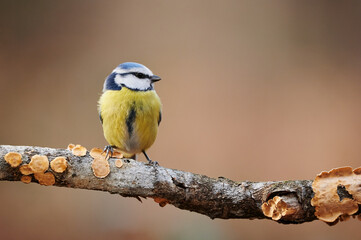 Canvas Print - Eurasian blue tit,Cyanistes caeruleus.