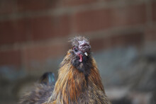 Bright Golden Brown Rooster Of The Chinese Silky Breed