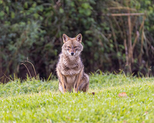 Poster - A closeup of a Golden jackal in a field