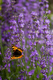 Fototapeta Lawenda - Kolorowy motyl na lawendzie rozmyte tło	

