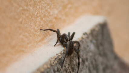 Close up of a big wolf spider on a wall.