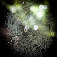 Spider On Spiderweb