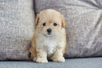 Wall Mural - charming brown puppy maltipoo looks at the camera