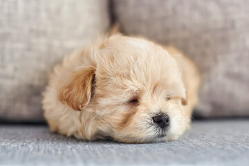 Wall Mural - photo of a brown maltipoo puppy sleeping close-up