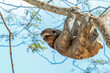 brown-throated sloth 