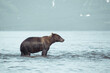 Bear animal is in water. Concept wildlife