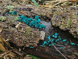 Wall Mural - blue mushroom on the ground